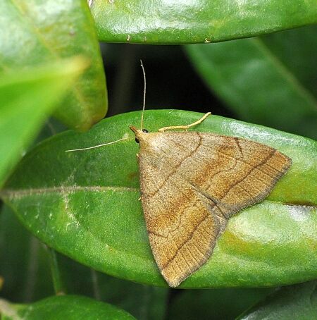 Herminia tarsicrinialis ... ???